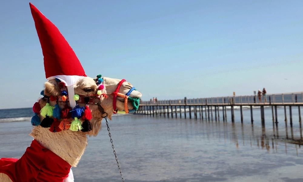 Egypt Christmas packages